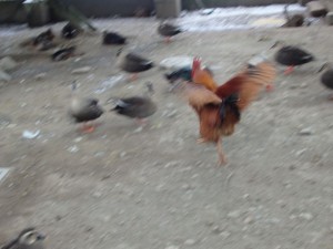 OLYMPUS DIGITAL CAMERA